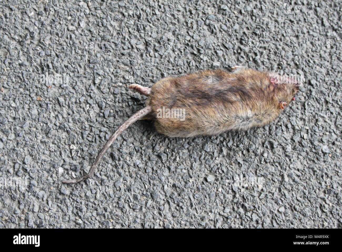 Straße Big Fat tote Ratte liegen auf der Straße oder Asphalt Töten Stockfoto