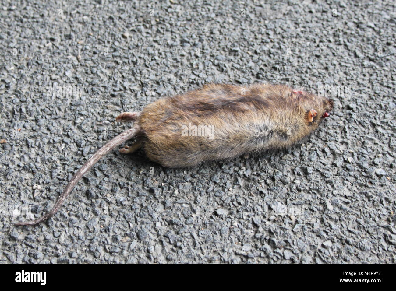 Straße Big Fat tote Ratte liegen auf der Straße oder Asphalt Töten Stockfoto