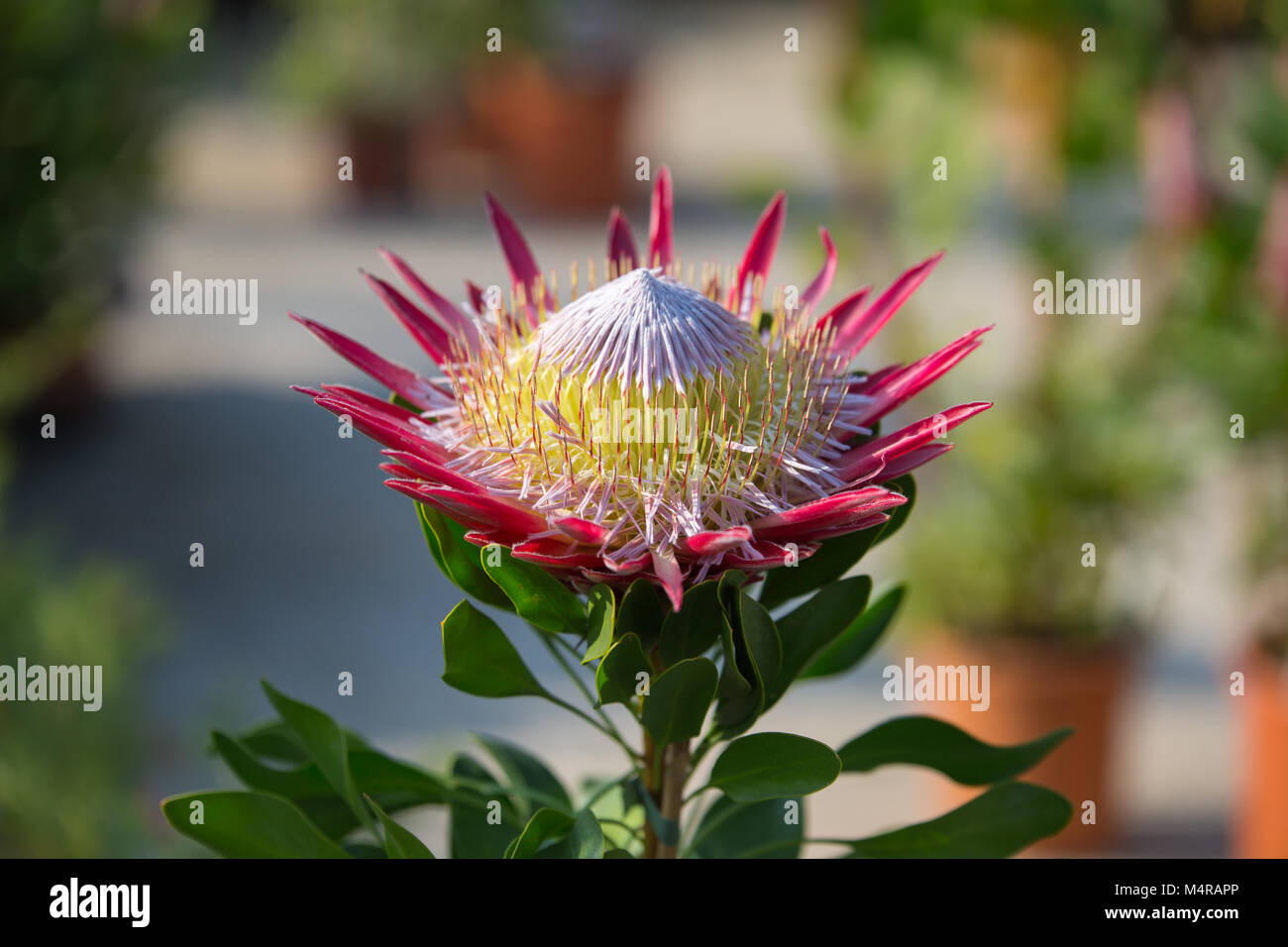 Königsprotea: Wunderschöne Protea Cynaroides Blume Nahaufnahme. Stockfoto