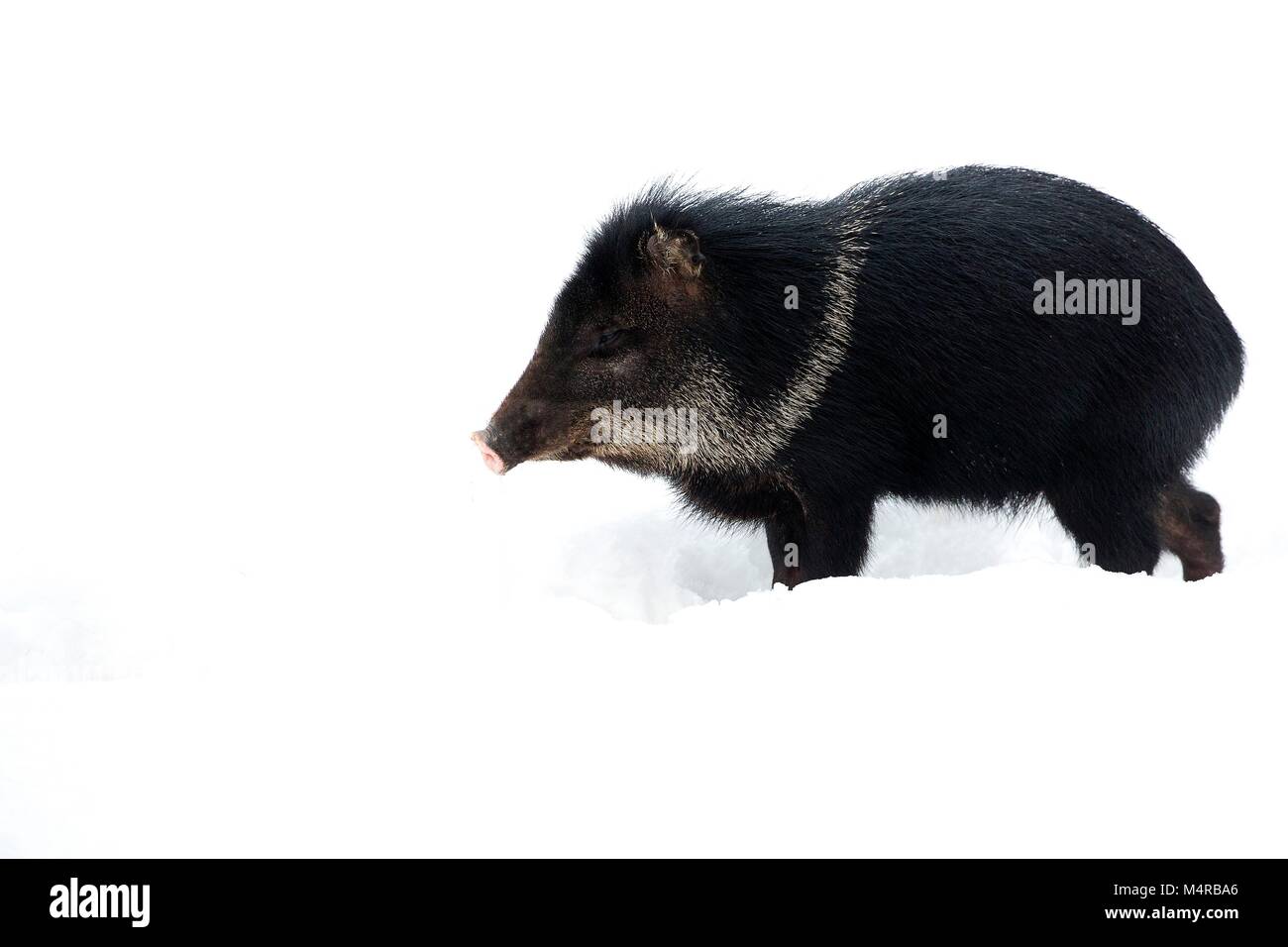 Collared peccary im Schnee Stockfoto