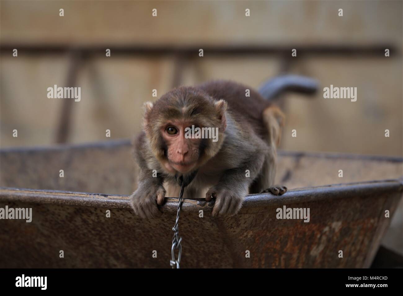 Monkey Ausdruck Stockfoto