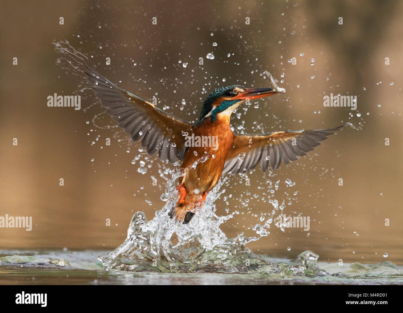 Eine weibliche Eisvogel (Alcedo atthis) ergibt sich aus dem Wasser mit einem Fisch, Lincolnshire Stockfoto