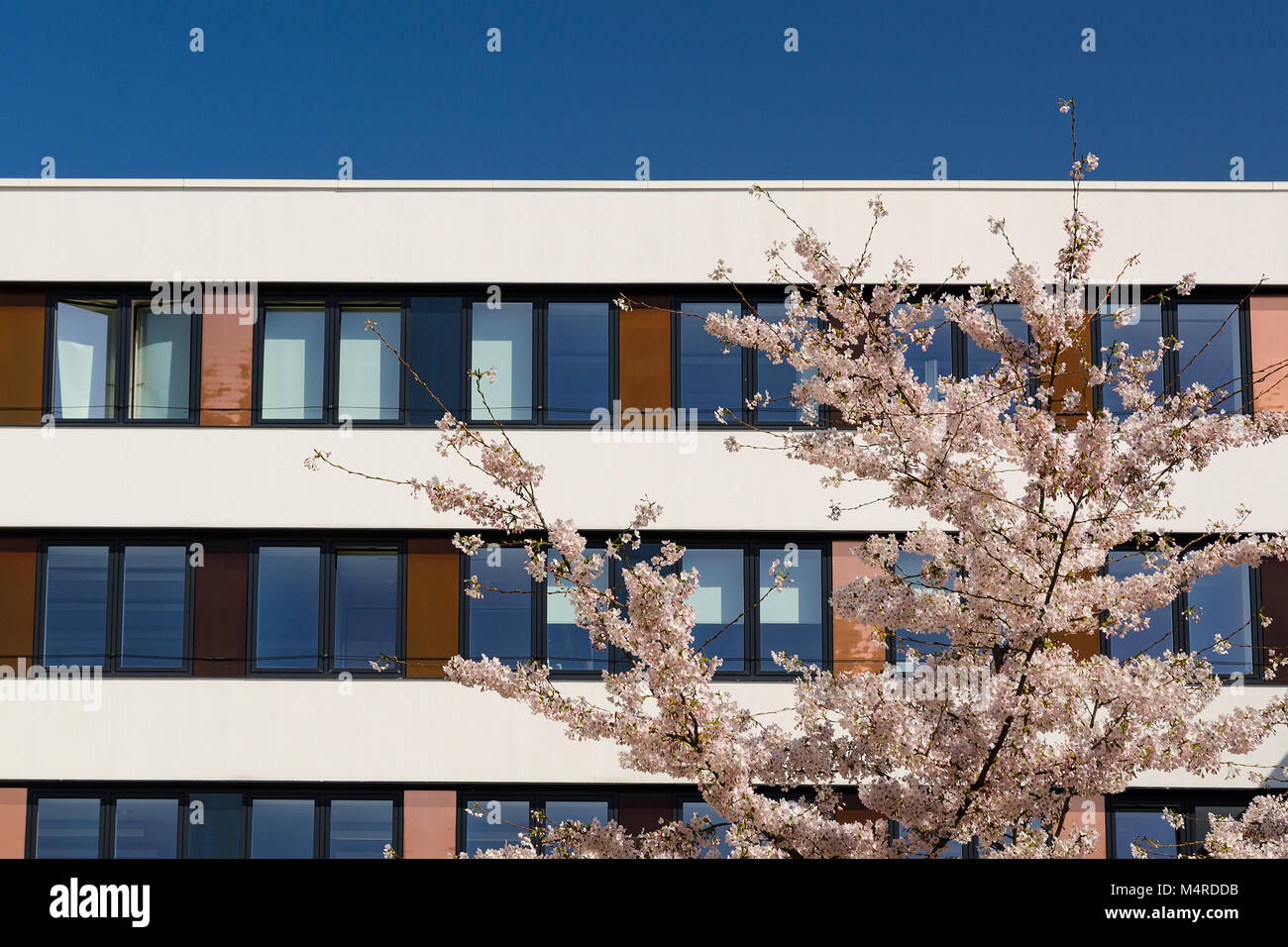 Fassade des modernen Bürogebäudes mit Frühling blühenden Apfelbaum im Innenhof und blauer Himmel Reflexion in Windows Stockfoto