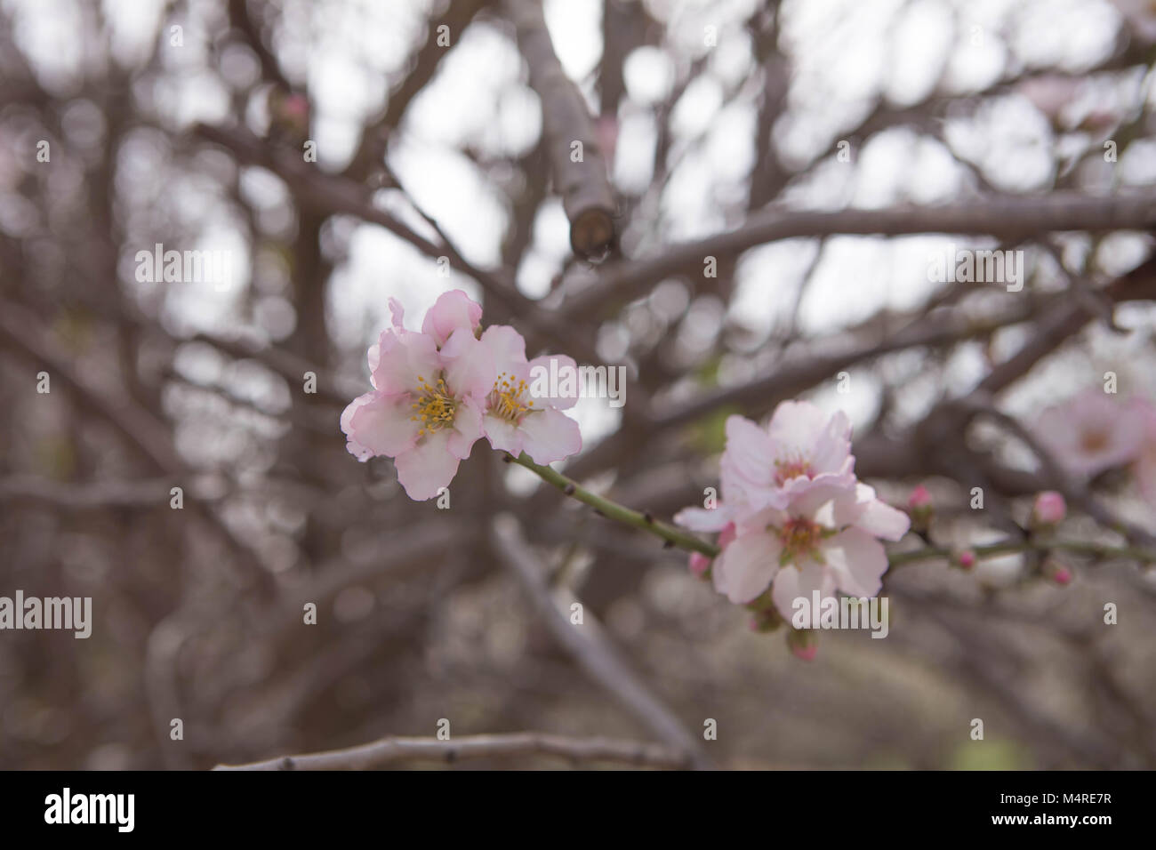 Schöne Mandel Blumen auf einem Zweig Frühjahr blühenden Natürliches Licht Fotografie Stockfoto