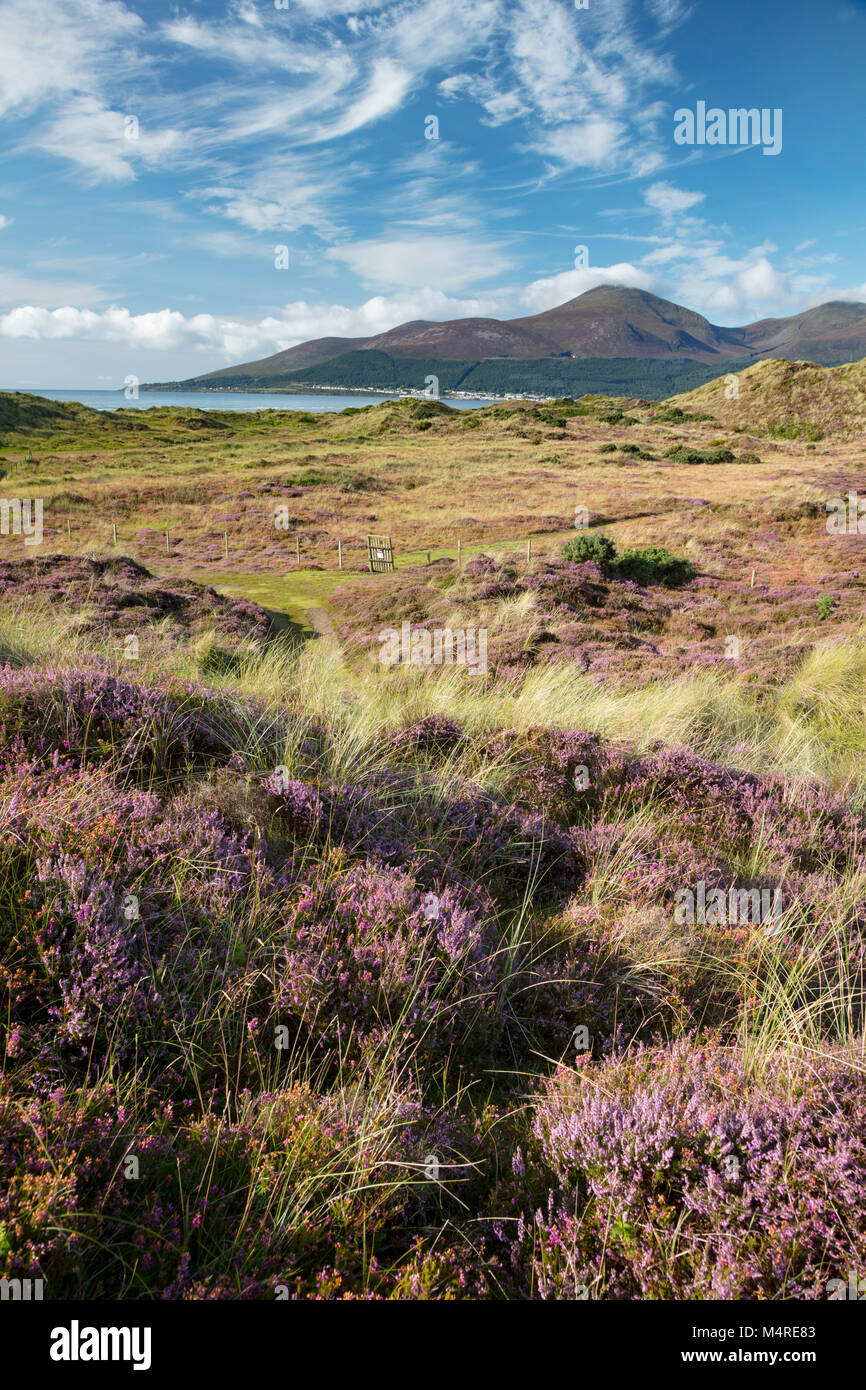 Heidekraut und Mourne Mountains von Murlough Nature Reserve, County Down, Nordirland. Stockfoto