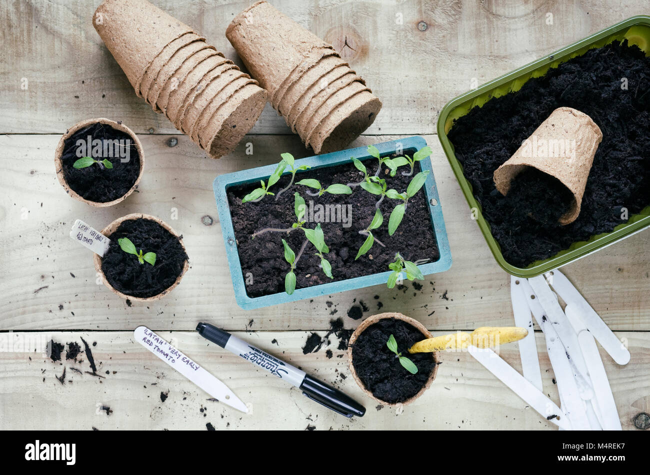 Heraus sticht Lycopersicon esculentum' Latah' Sämlinge. Stockfoto