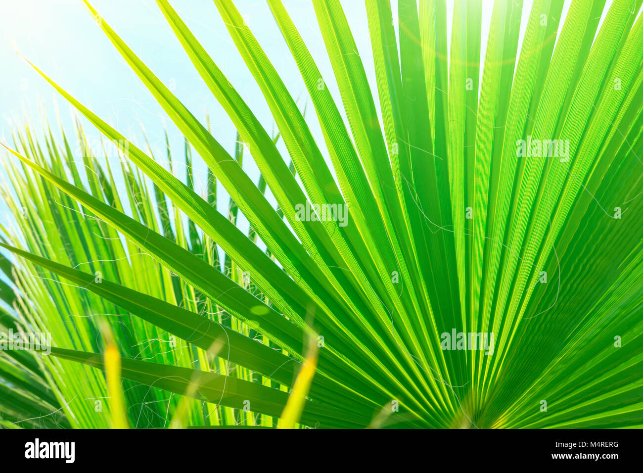 Schöne Gestreifte botanischen Muster aus großen runden Spiky Palmenblättern am klaren, blauen Himmel Hintergrund. Pastellfarben Sonne Licht Aufflackern. Urlaub in den Tropen Tr Stockfoto