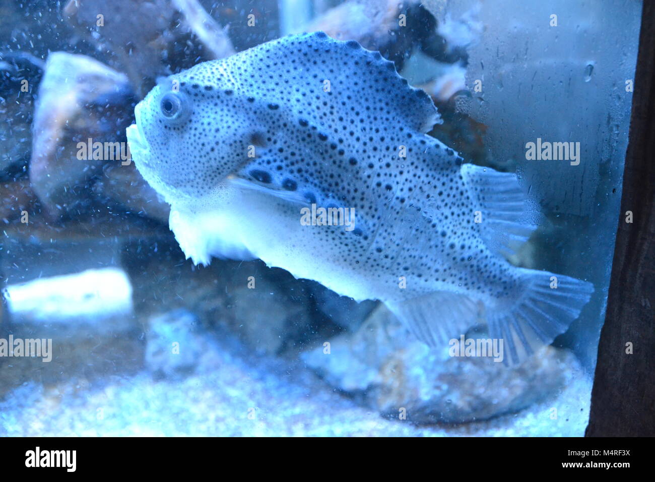 Ein Lumpsucker Fisch, britischer Salzwasserfisch im Anglesey Sea Zoo, Aquarium, Wales, Großbritannien Stockfoto