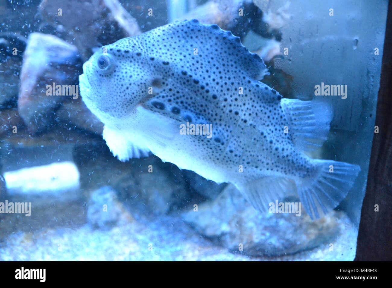 Ein Lumpsucker Fisch, britischer Salzwasserfisch im Anglesey Sea Zoo, Aquarium, Wales, Großbritannien Stockfoto
