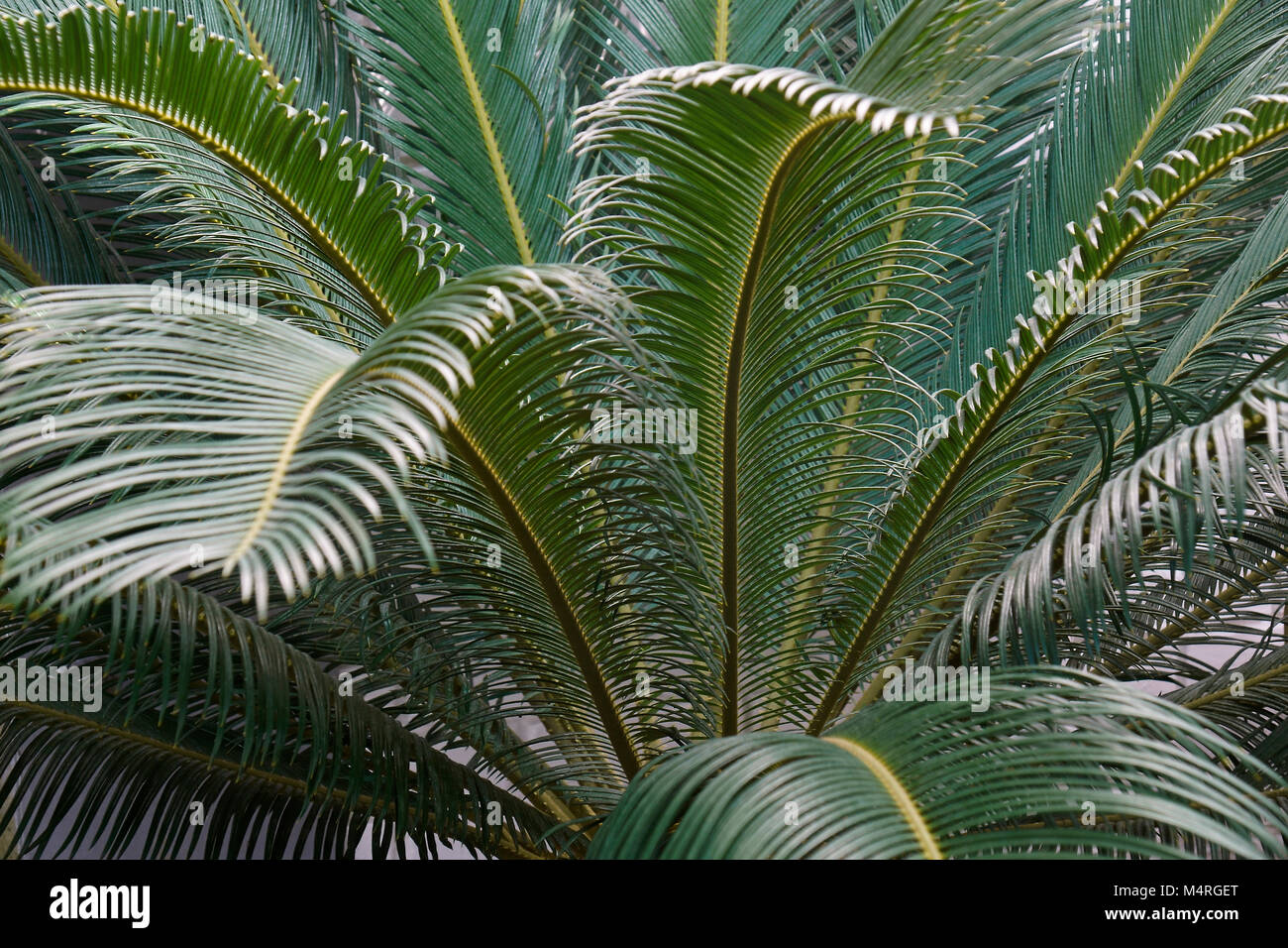 Sago Palm (Cycas Revoluta). King Sago, Sago cycad und Japanische sago Palm auch Stockfoto