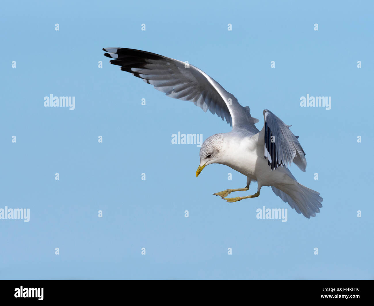 Gemeinsamen Gull Larus Canus im Flug über den Küsten Creek Winter Norfolk Stockfoto