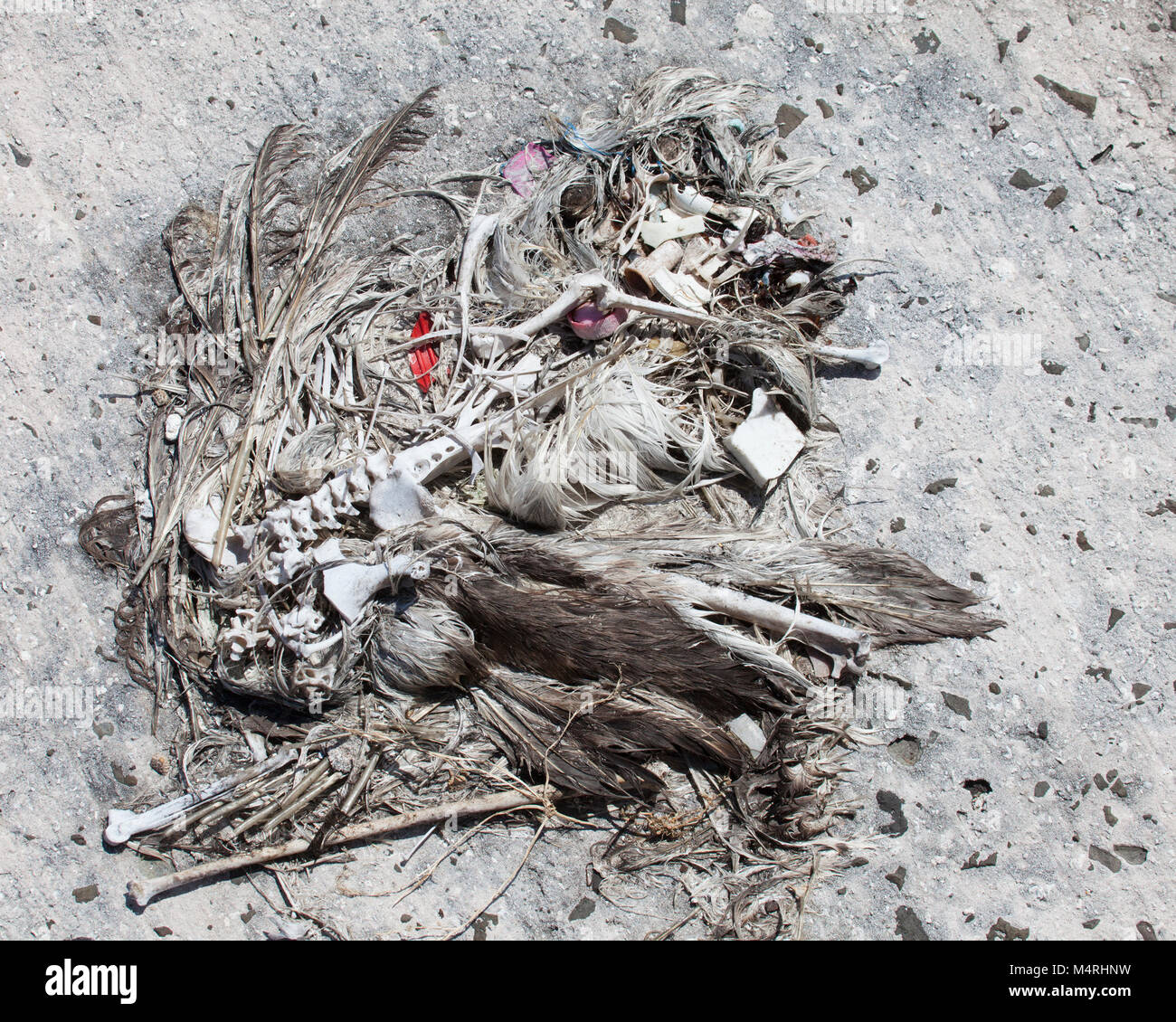 Bleibt der Toten Laysan Albatros mit einer Flasche Cap und anderen Kunststoff marine Ablagerungen, die durch den Vogel aufgenommen wurden und blieb in seinem Magen Stockfoto