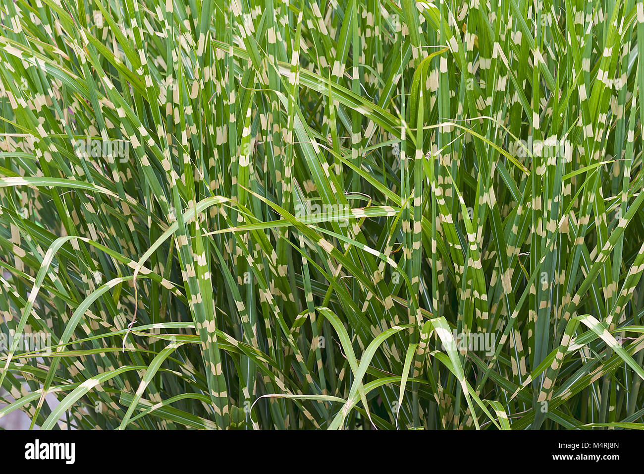 Krümmungsanalyse mit Stacheln Krümmungsanalyse mit Stacheln Gras (Miscanthus sinensis Strictus). Namens Zebra grass auch Stockfoto