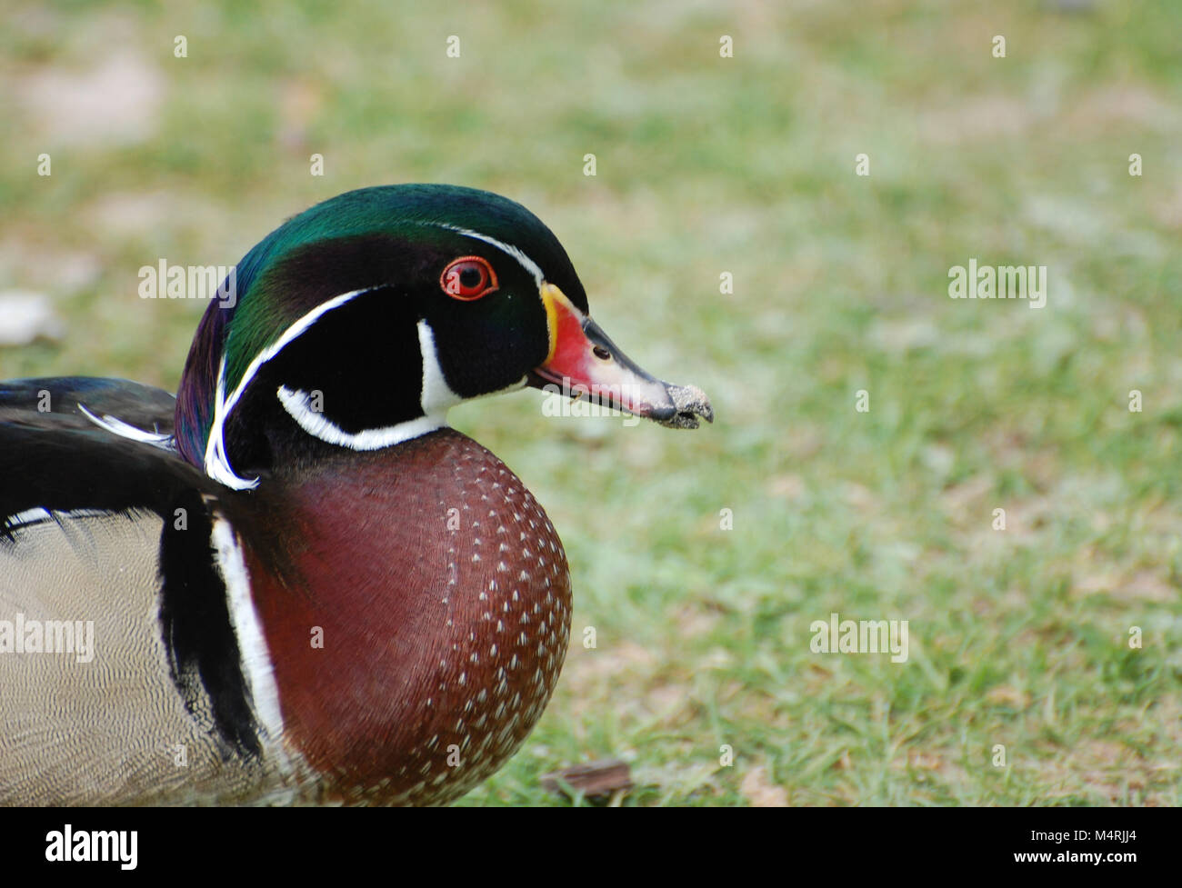 Holz Ente/Carolina Duck, Großbritannien Stockfoto