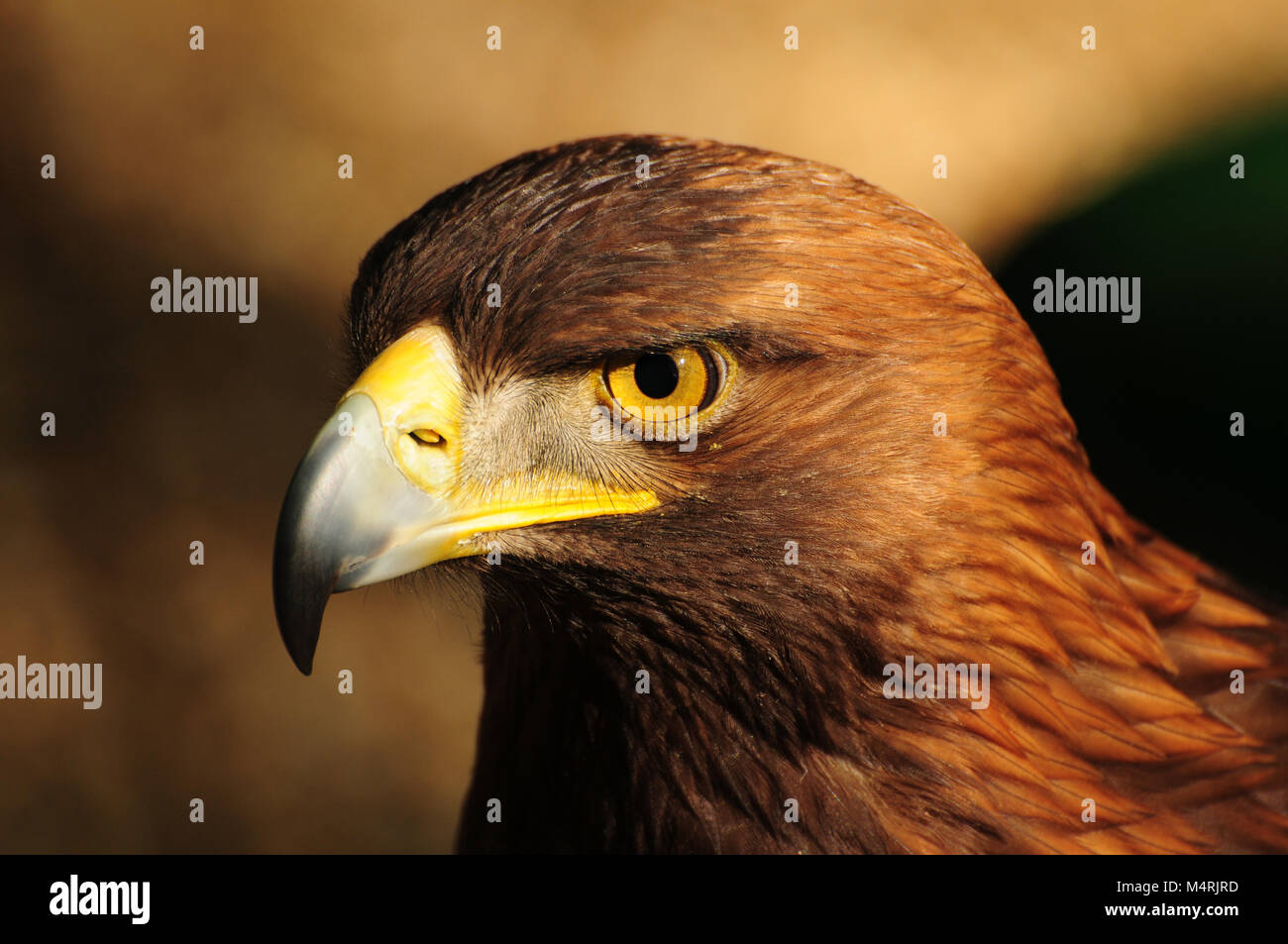 Red tailed hawk Kopf Profil Stockfoto