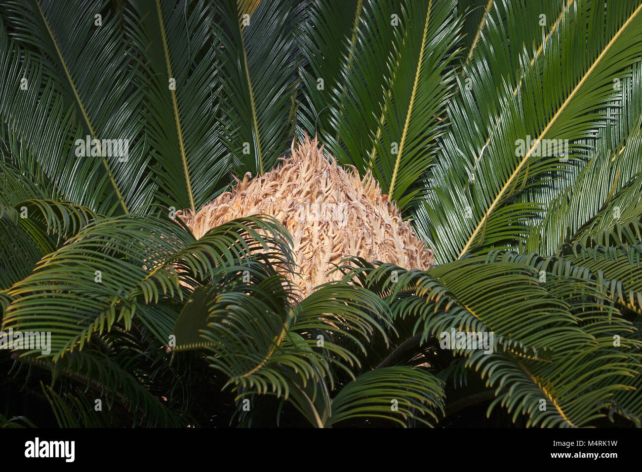 Sago Palm (Cycas Revoluta). King Sago, Sago cycad und Japanische sago Palm auch Stockfoto