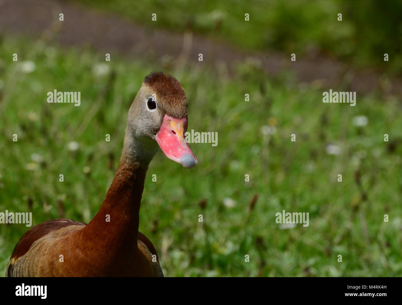 Schwarzbäuchigen Pfeifen-Ente Stockfoto