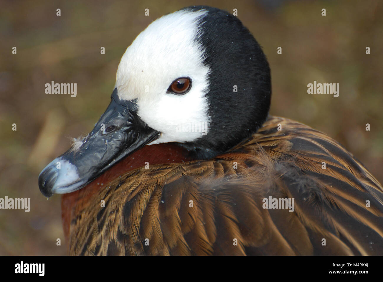 Pfeifende Ente weiß konfrontiert Stockfoto
