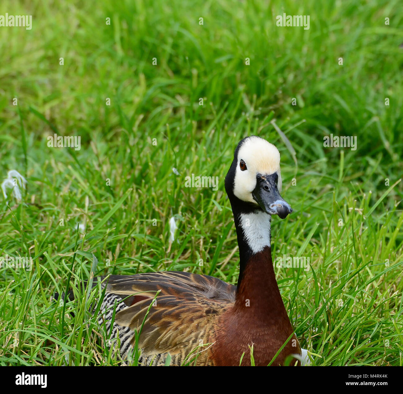 Pfeifende Ente weiß konfrontiert Stockfoto