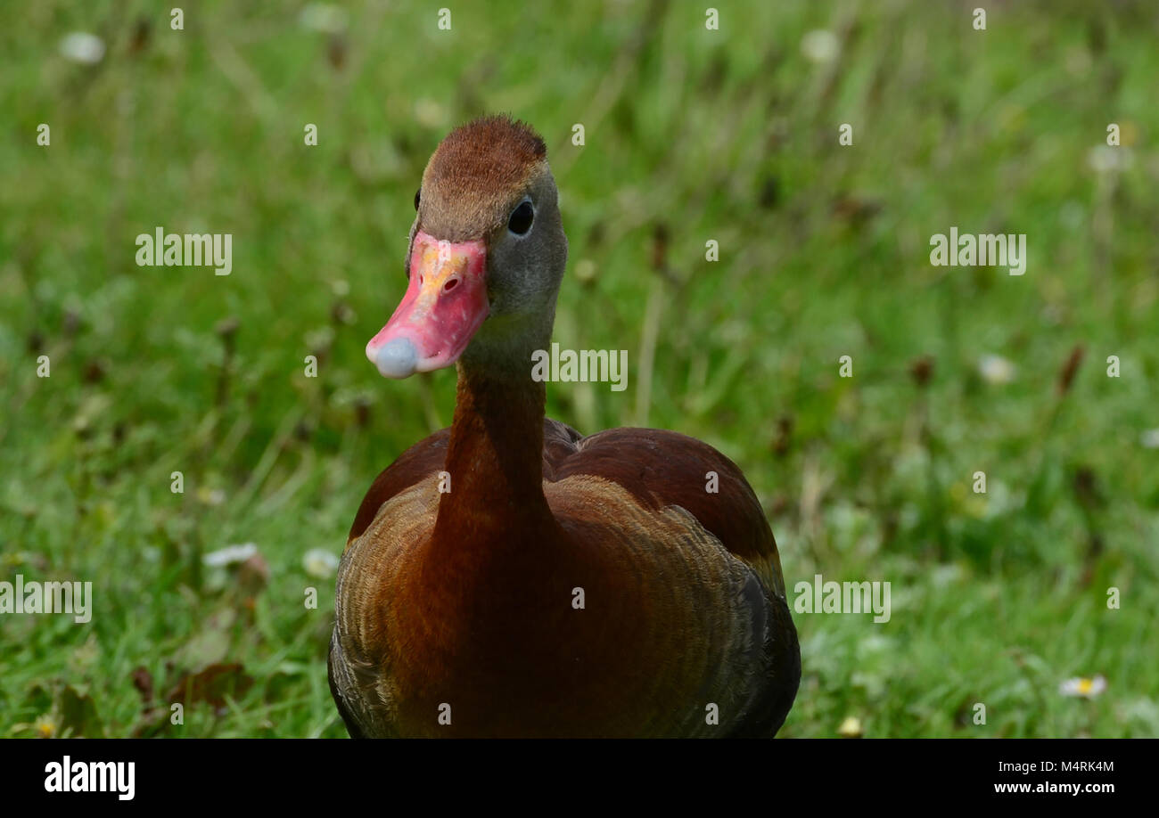 Schwarzbäuchigen Pfeifen-Ente Stockfoto