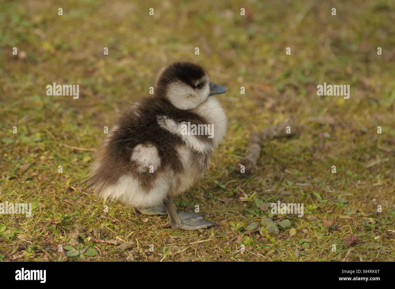 Baby brandente Küken, uk, aufschneider Stockfoto