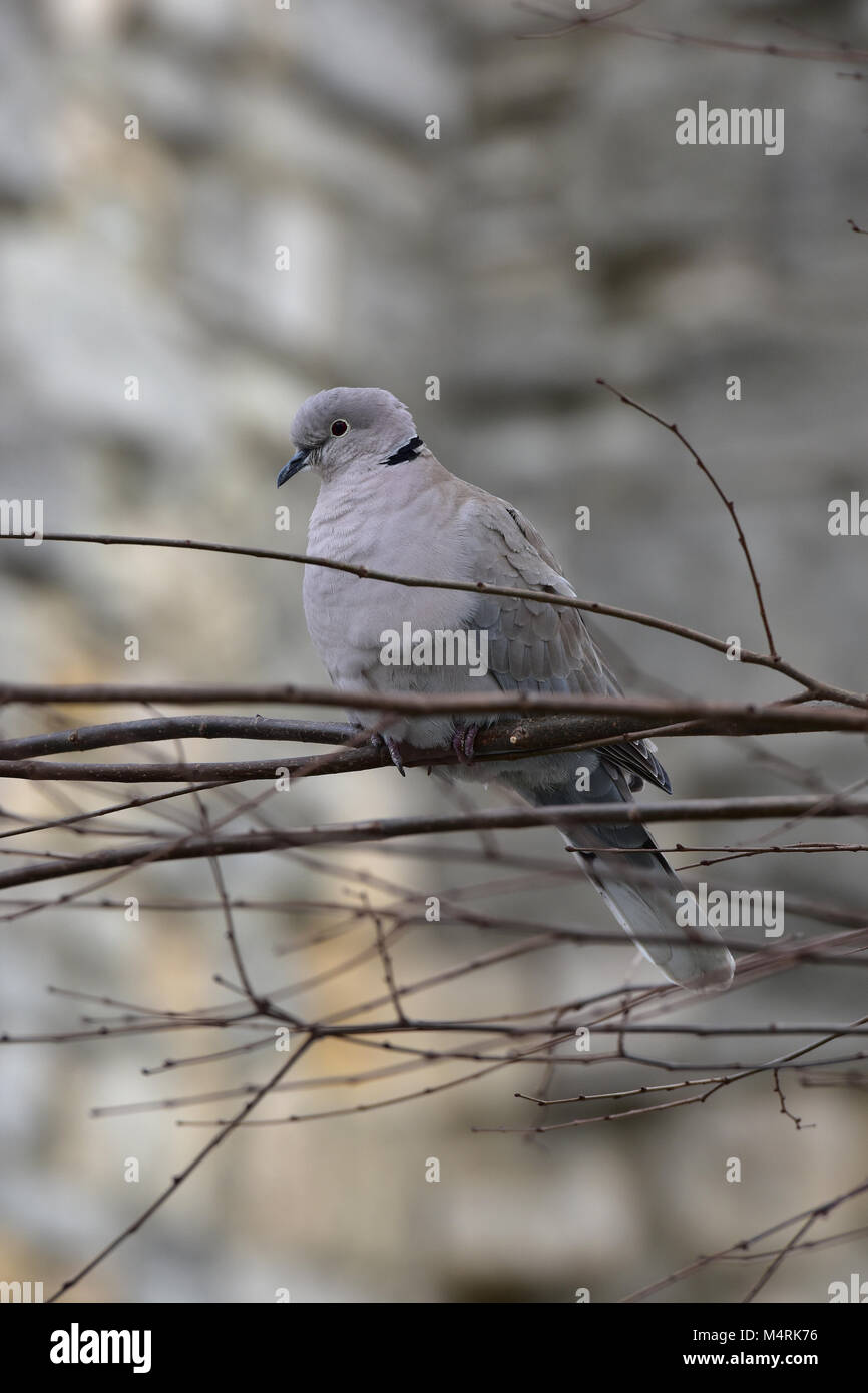 Eine collared Dove sitzen auf einem Zweig oder eine Zweigniederlassung, die in einem Baum gut gegen das Dickicht im Holz für einen Hintergrund getarnt. Vögel und gefiederter Freund Stockfoto