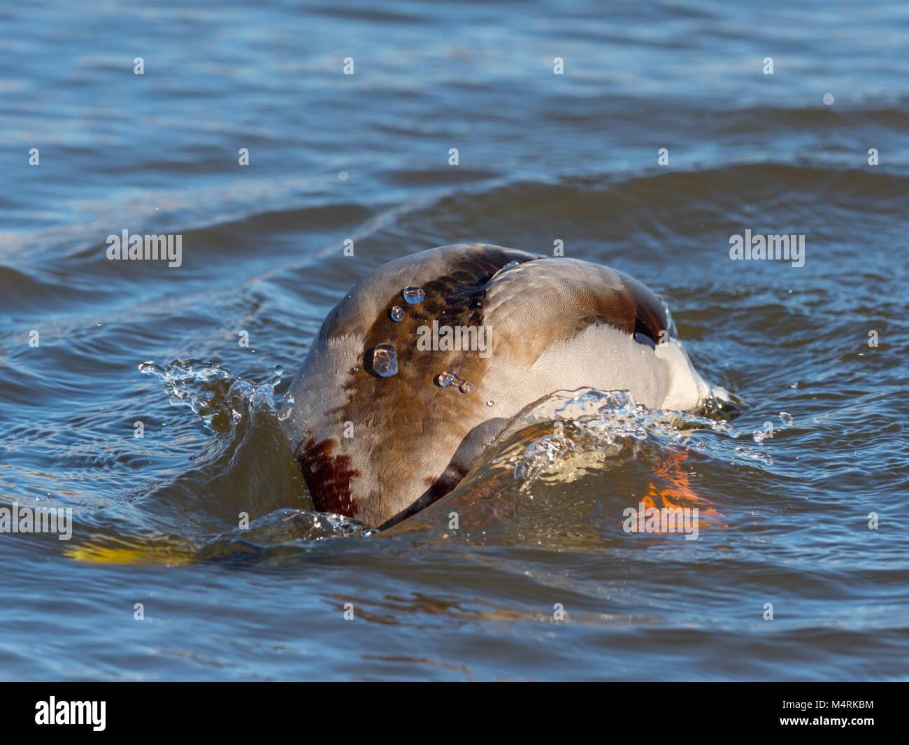 Männliche Stockente oder Drake Anas platyrhynchos Baden in Süßwasser Teich Norfolk Stockfoto