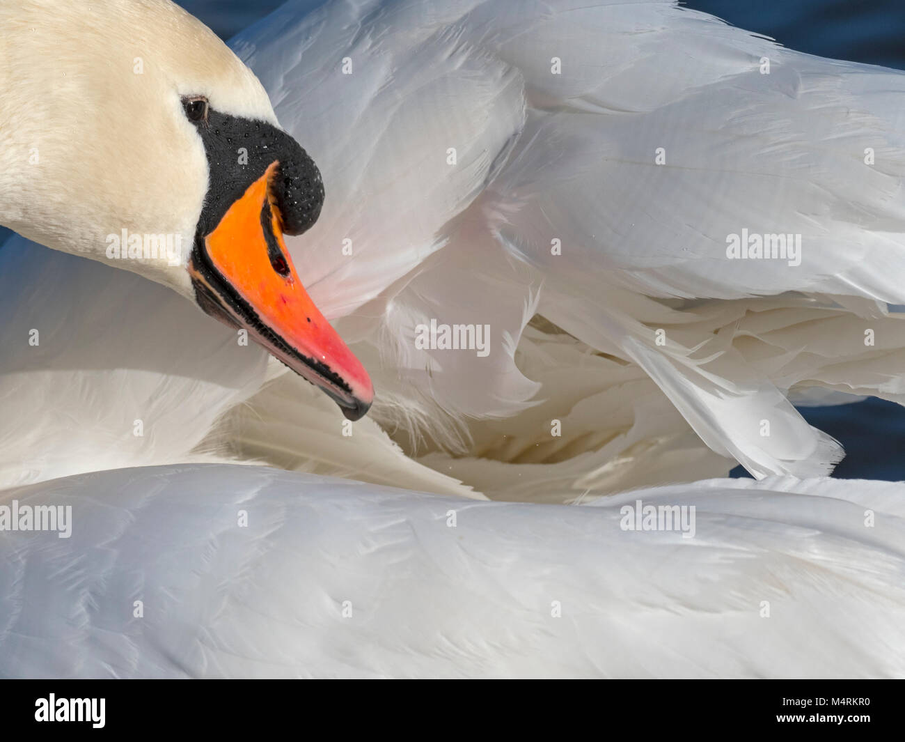 Höckerschwan Cygnus Solar putzen Stockfoto