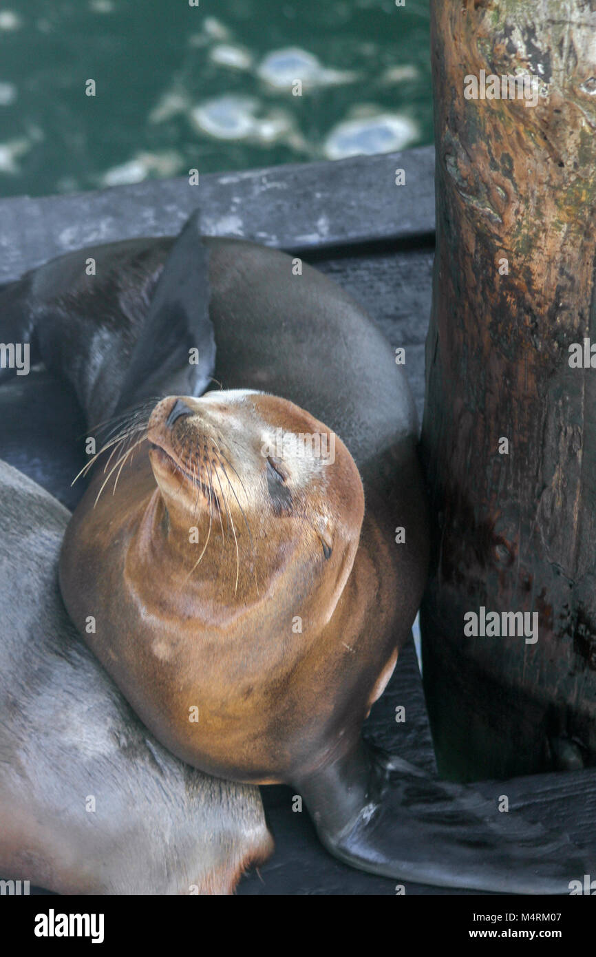 Sea Lion, Santa Cruz, Santa Cruz, Kalifornien, USA Stockfoto