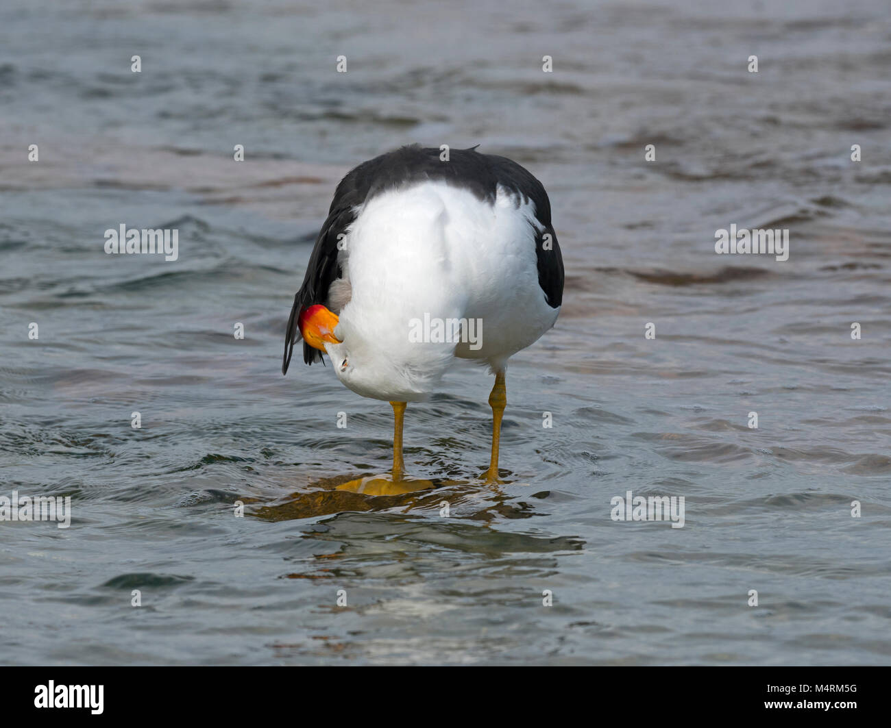 Pacific Gull Larus pacificus Fütterung am Strand Coles Bay Tasmanien Stockfoto