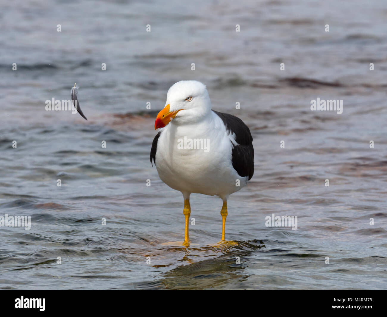 Pacific Gull Larus pacificus Fütterung am Strand Coles Bay Tasmanien Stockfoto