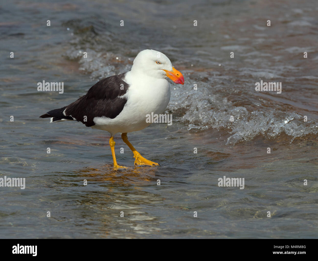 Pacific Gull Larus pacificus Fütterung am Strand Coles Bay Tasmanien Stockfoto