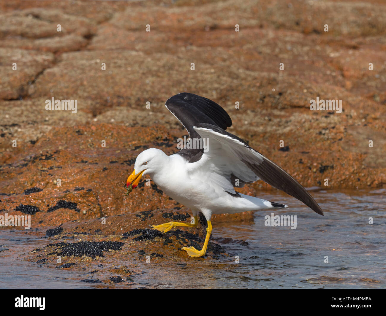 Pacific Gull Larus pacificus Fütterung am Strand Coles Bay Tasmanien Stockfoto