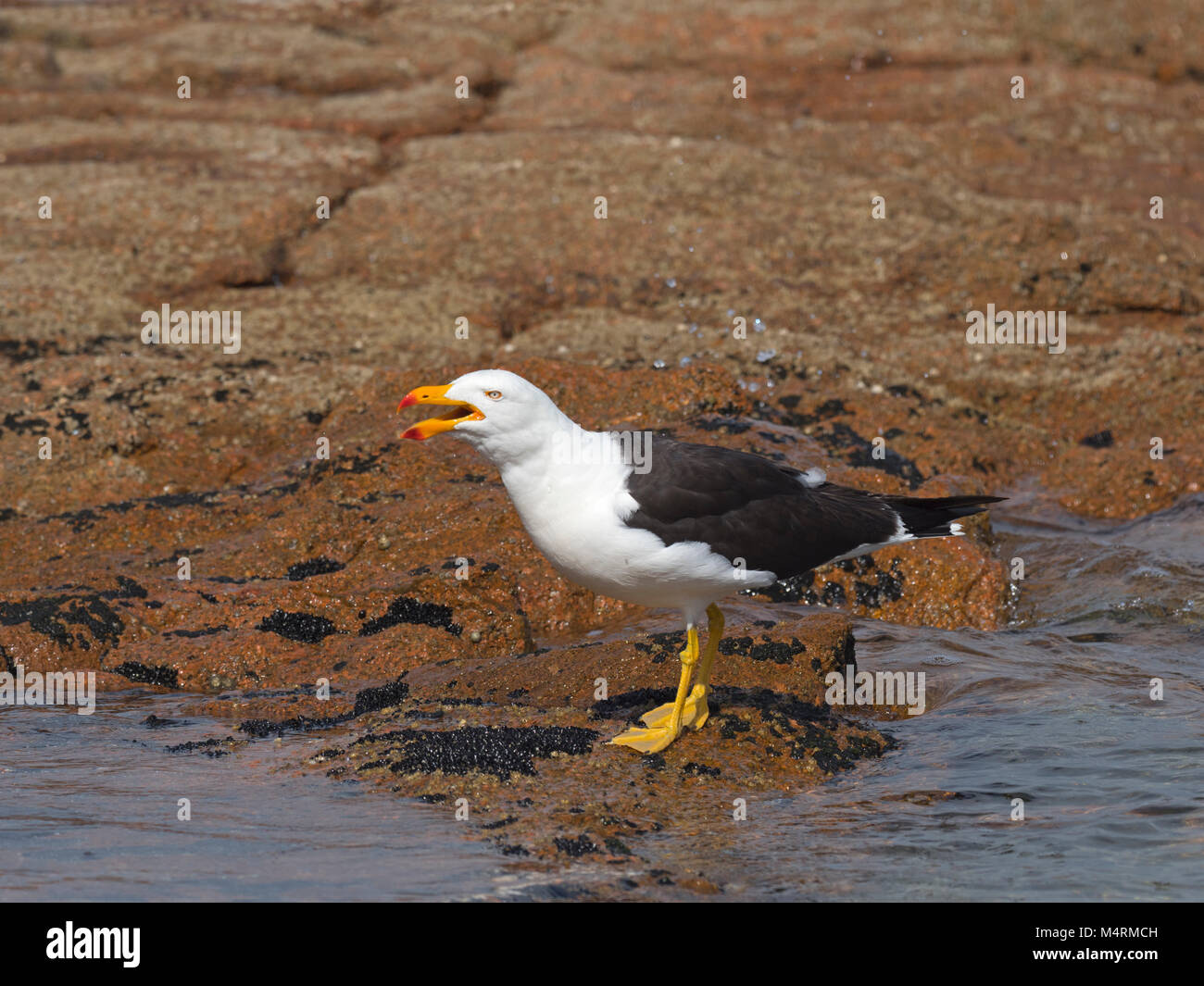 Pacific Gull Larus pacificus Fütterung am Strand Coles Bay Tasmanien Stockfoto