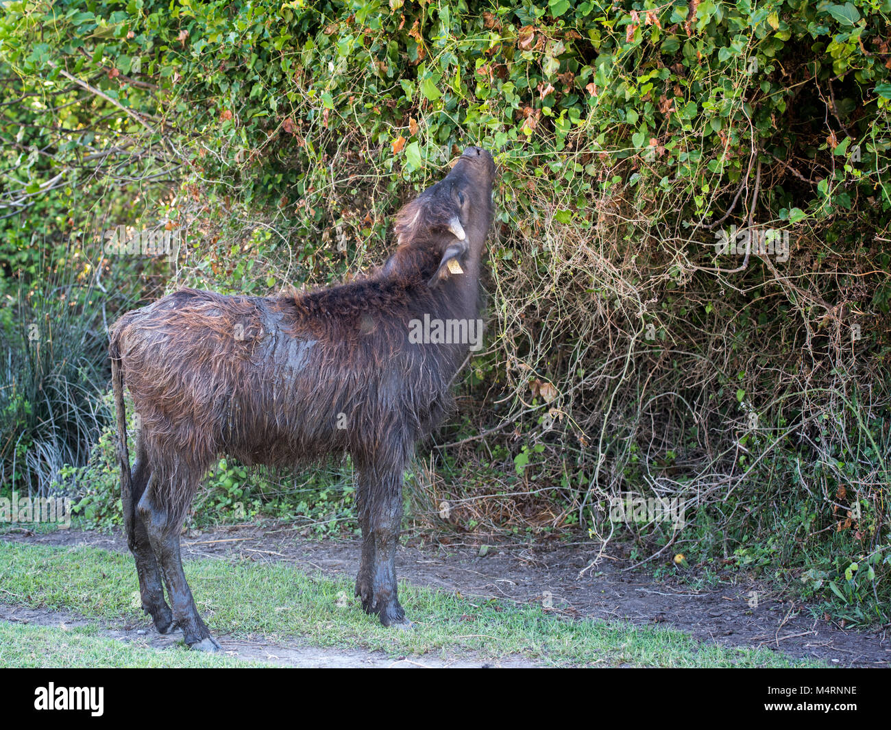 Baby anatolischen Wasserbüffel Fütterung in Kizilirmak Feuchtgebiet, Schwarzes Meer, Türkei Stockfoto