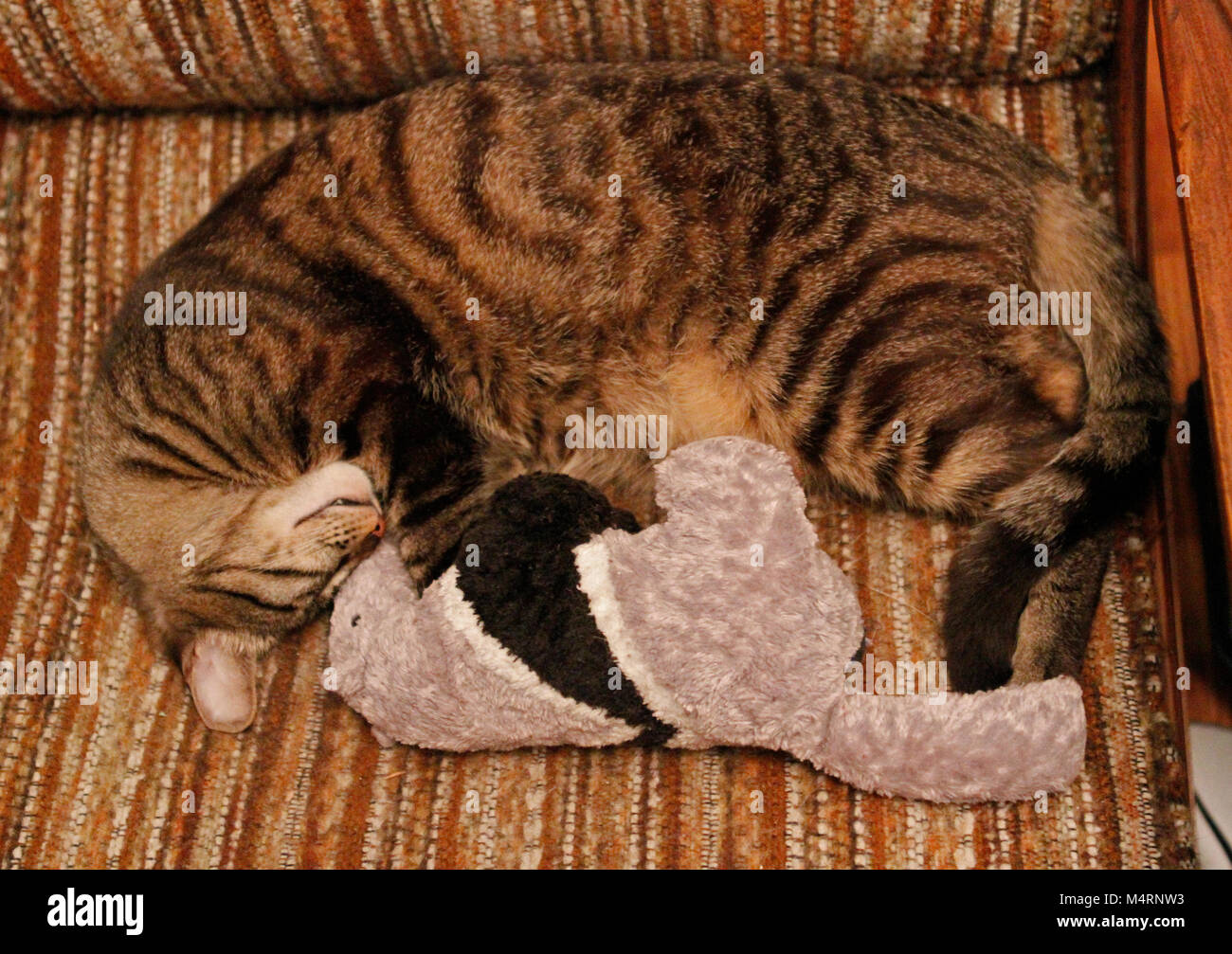 Wunderschöne tabby Katze kuschelt mit ausgestopften Tier. Stockfoto