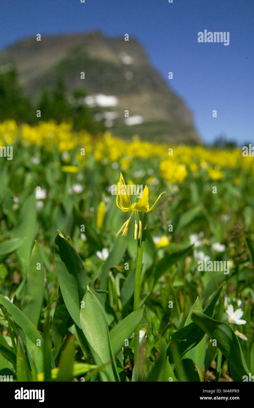 Ein Gletscher lily inmitten tausenden an der Logan Pass im Frühling. Diese lilien haben Nutricious Lampen eine wichtige Nahrungsquelle für Grizzly Bären. Mt. Oberlin ist im Hintergrund.. Gletscher Lily. Stockfoto