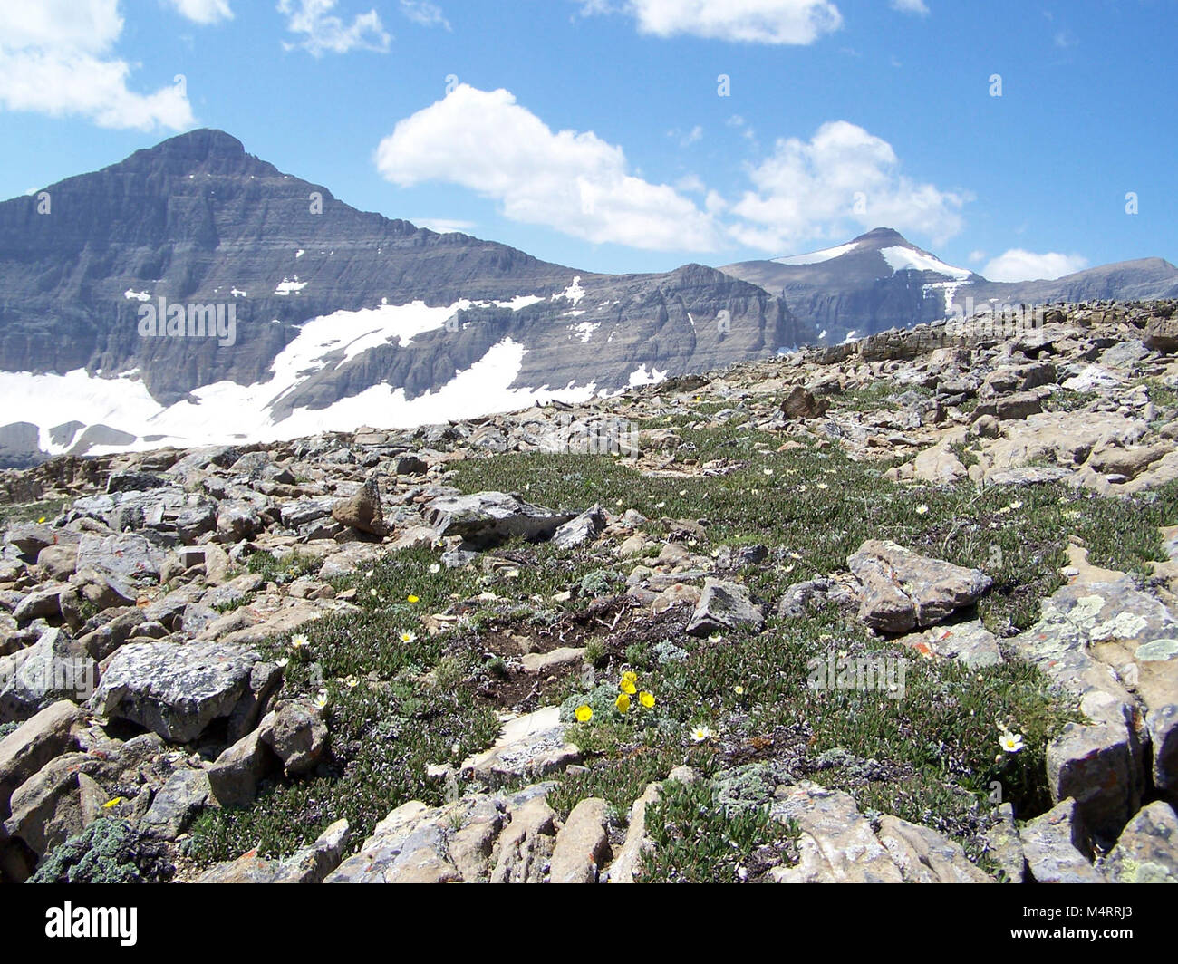 Teil der Logan Pass wichtige Werksbereich (IPA). Ziege Mtn. Stockfoto