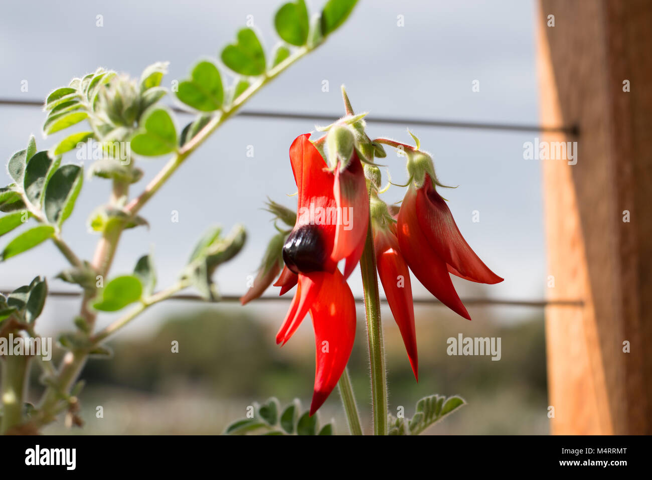 Topfpflanzen Sturt's Desert Pea: Floral Emblem von South Australia Stockfoto