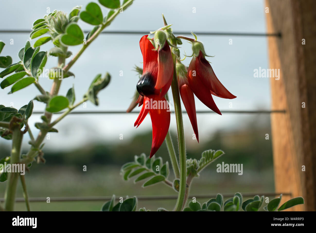 Topfpflanzen Sturt's Desert Pea: Floral Emblem von South Australia Stockfoto