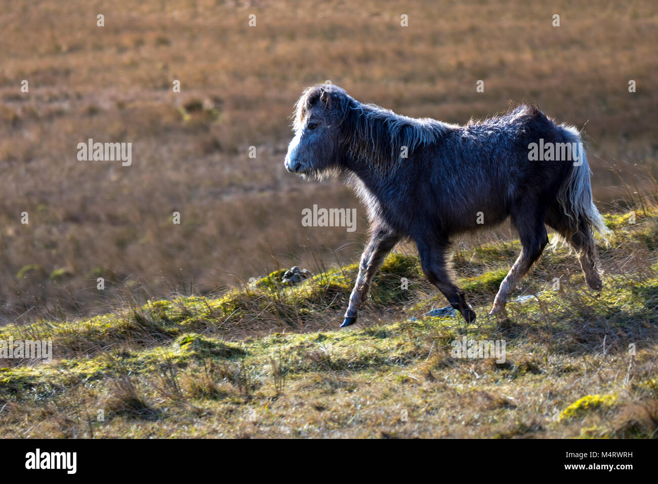 Carneddau Pony stand in der Morgensonne in der Llyn Eigiau Tal am Rande des Carneddau Berge im Norden von Wales, Stockfoto