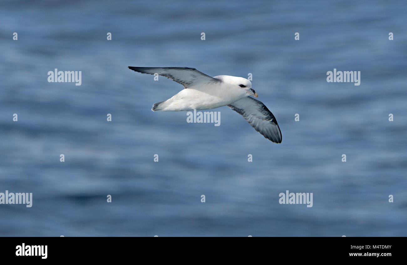 Northern Eissturmvogel im Flug in Baffin Bay in Nunavut, Kanada Stockfoto