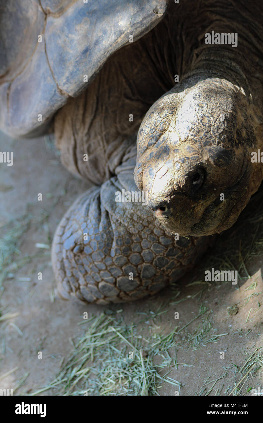 Eine Schildkröte Nahaufnahme des Gesichts mit Shell im Hintergrund. Stockfoto