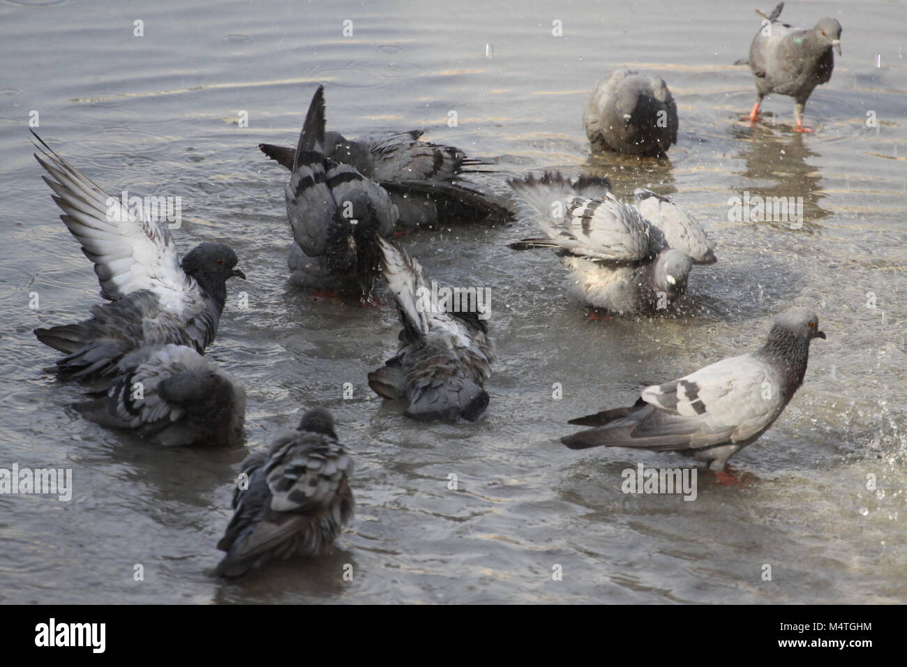 Tauben trinken und waschen sich in Wasser Stockfoto