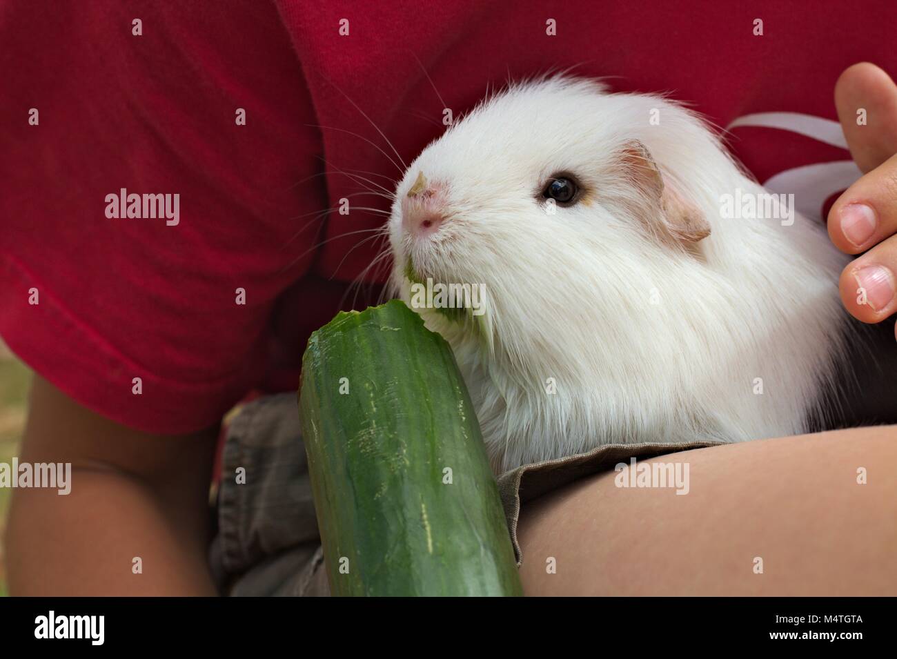 Schwarz und Weiß pet Meerschweinchen sitzen auf dem Schoß ein Kind essen eine große Gurke. Stockfoto