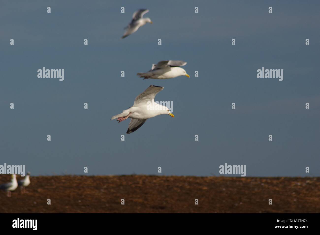 Silbermöwe (Larus argentatus) Seevögel an den Bogen des Dunbuy, Cruden Bay, Nordostschottland, Aberdeenshire, Großbritannien. Februar, 2018. Stockfoto