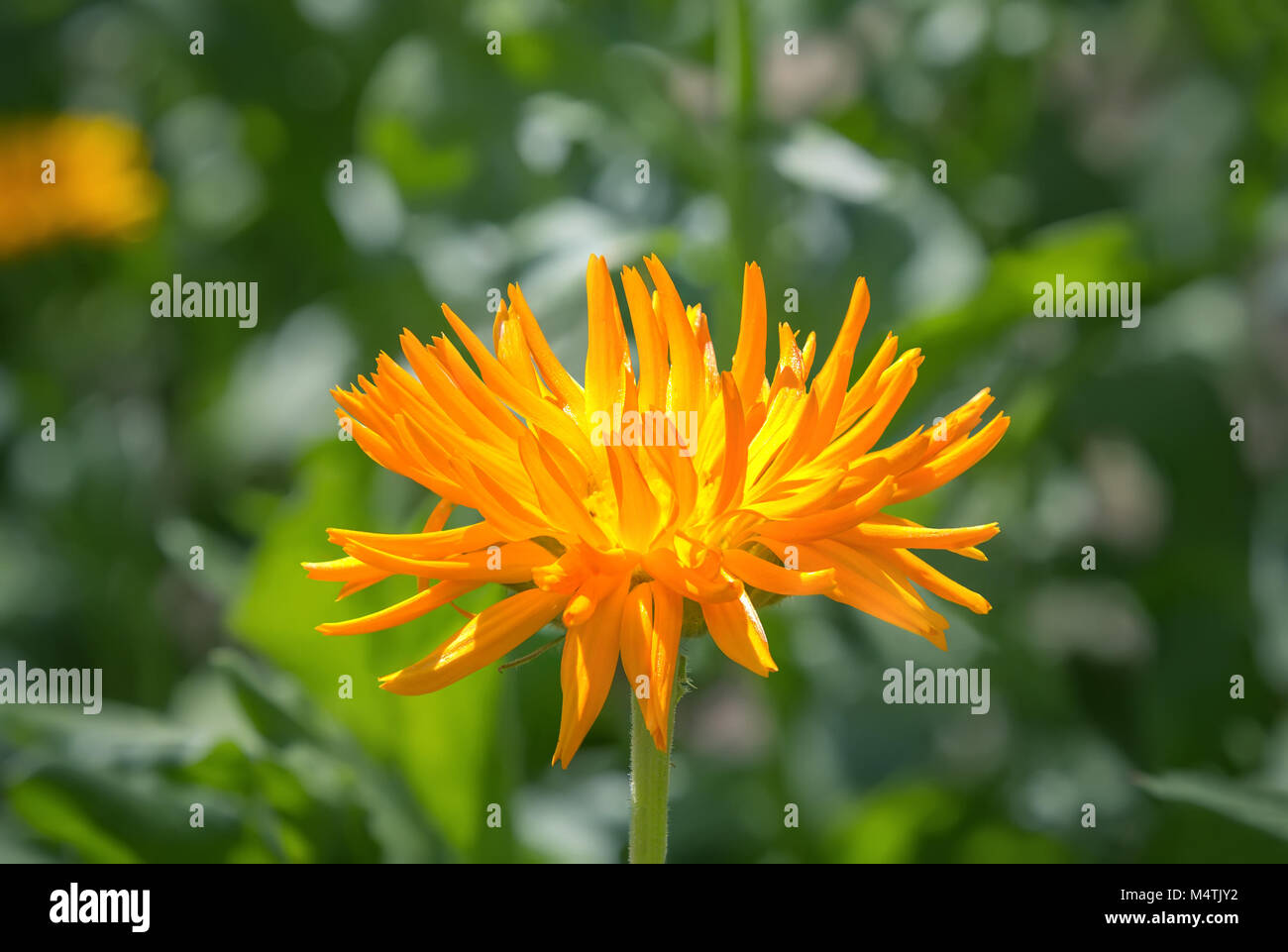 Gelbe chrysantheme Blume im Garten. Stockfoto