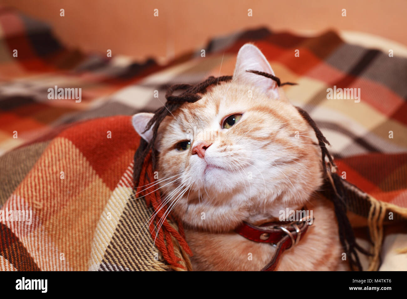 Closeup Portrait von Nizza Ingwer Hauskatze unter Plaid Stockfoto