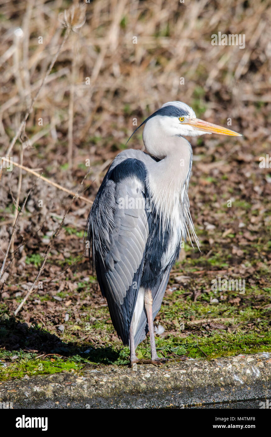 Reiher wartet am See warten auf seine Beute durch einen Patienten Fotograf im Warten wie eine faszinierende Vogel gefangen zu sehen Stockfoto