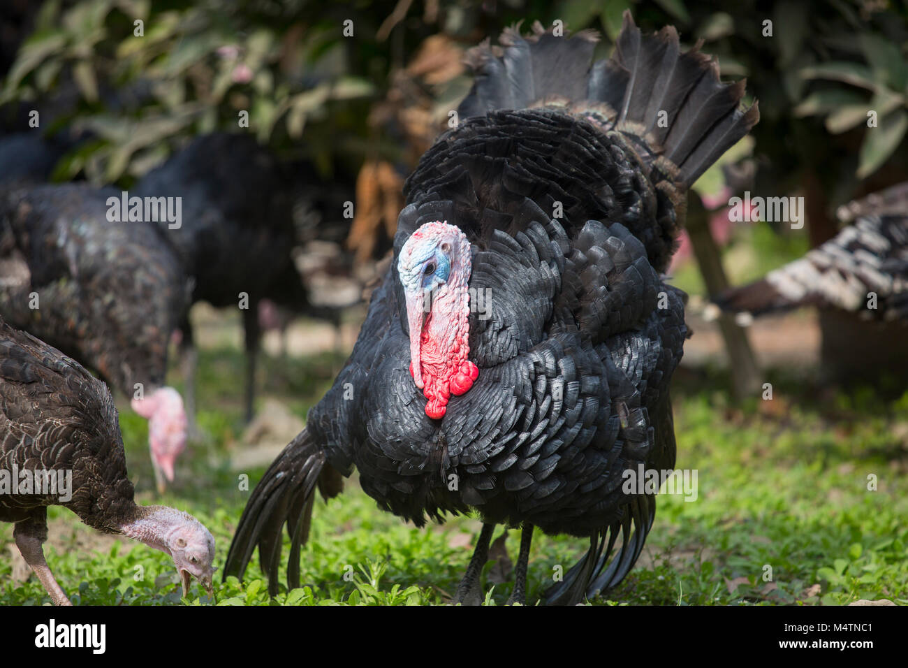 Türkei Fram auf Savar Bangladesch. Stockfoto